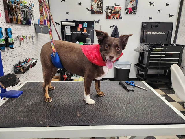 Robin's Pet Boutique