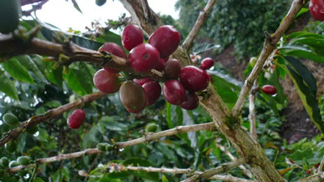 Nel Drip Coffee Japan