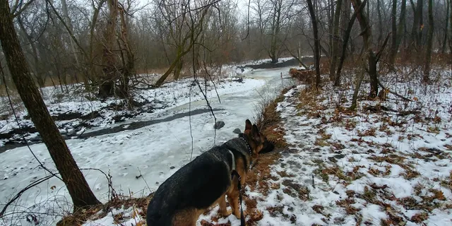 Cook County Forest Preserve