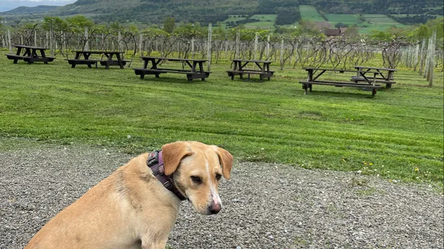 Middleburgh Winery, LLC