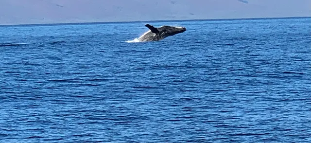 Gemini Sailing Charters