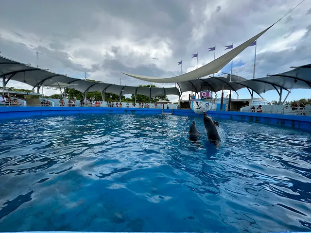 Top Deck Dolphin Show