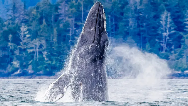 Captain Gary's Sitka Adventures