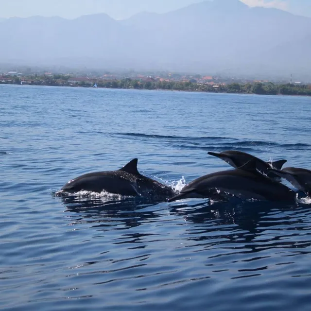 Saraswati Lovina Dolphin