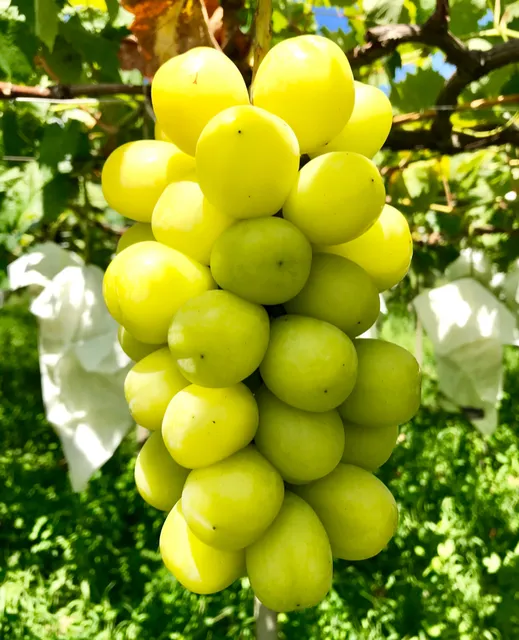 ぶどう屋さん すずき