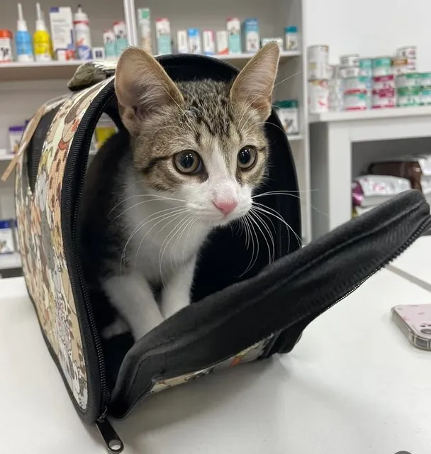 Mundo Pets Puerto Natales