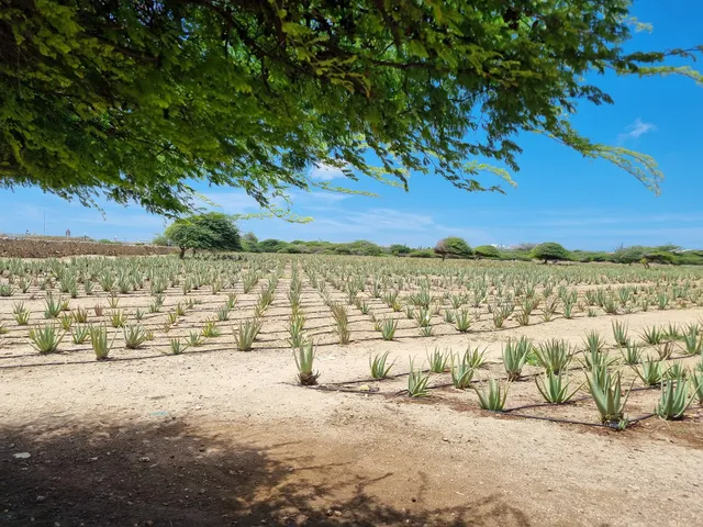 Aloe Farm