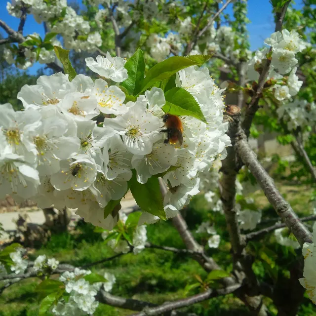 Il Giardino degli Incanti