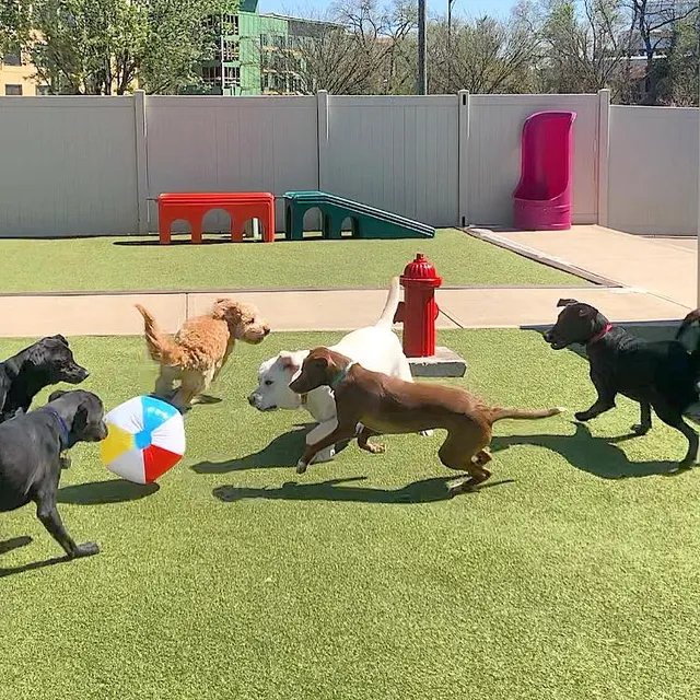 Red Dog Pet Resort & Spa