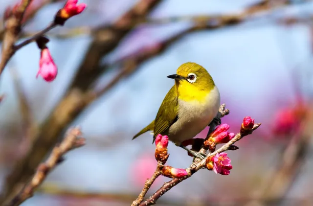 Budapest City Apartments For Groups