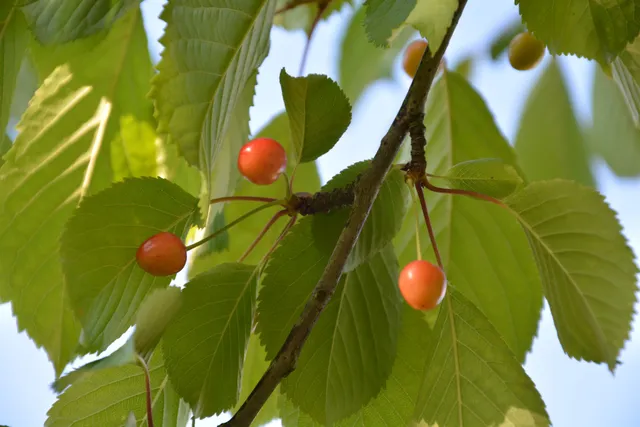 University of Rennes 1