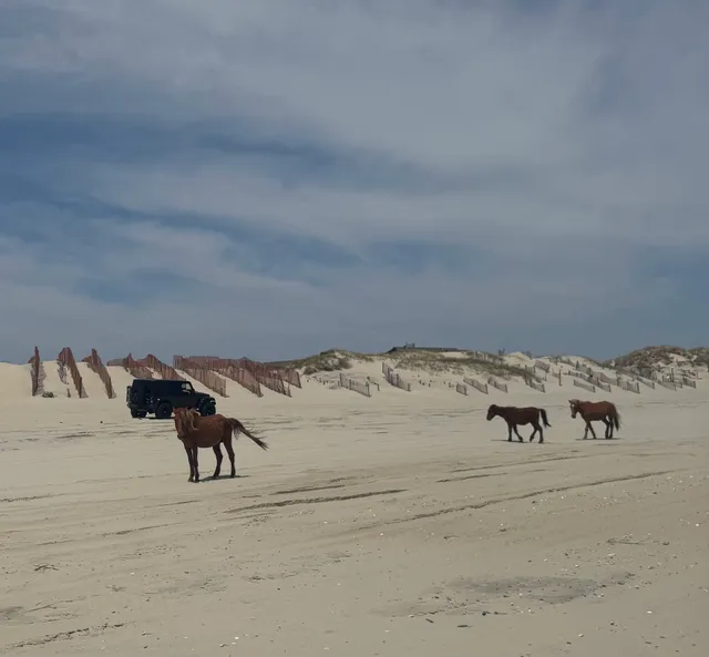 Corolla Wild Horse Tours