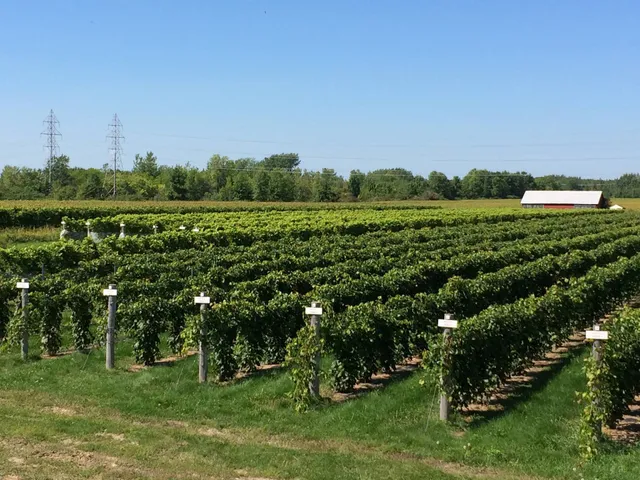 Le Bourg des Cèdres