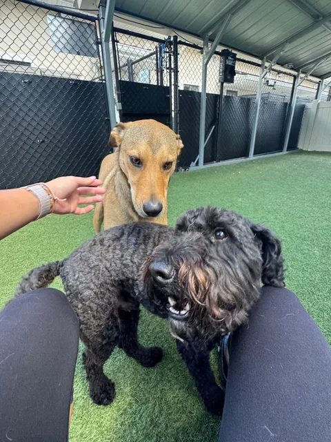 Golden Paws Pet Resort & Spa