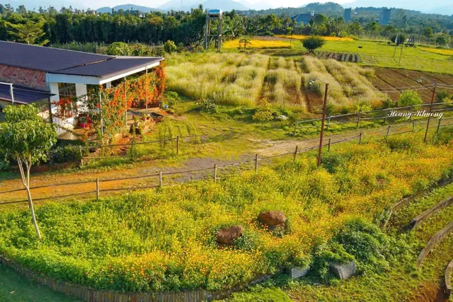 Thông Vi Vu Glamping