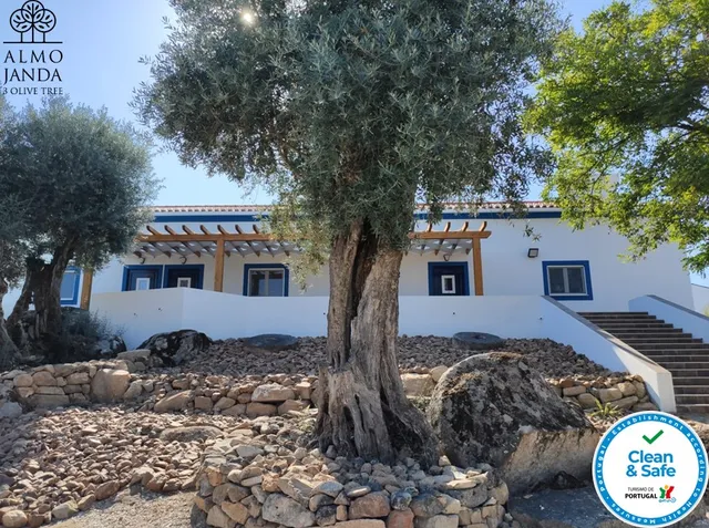 Almojanda 3 olive tree