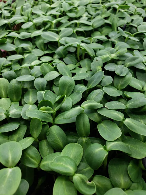 May Family Urban Homestead