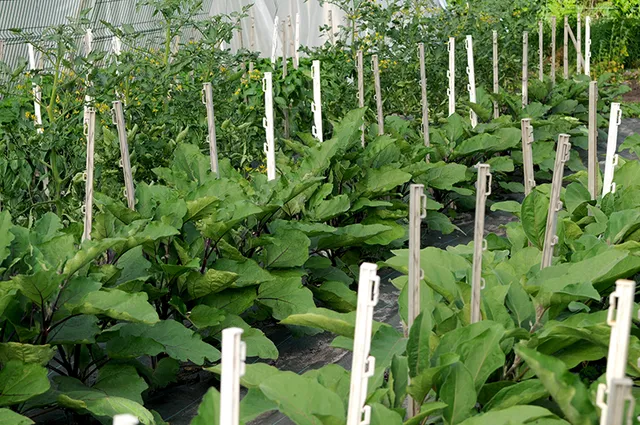 Le Potager de Lanton