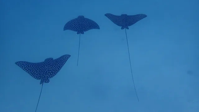 Arch's Iguana and Marine Park