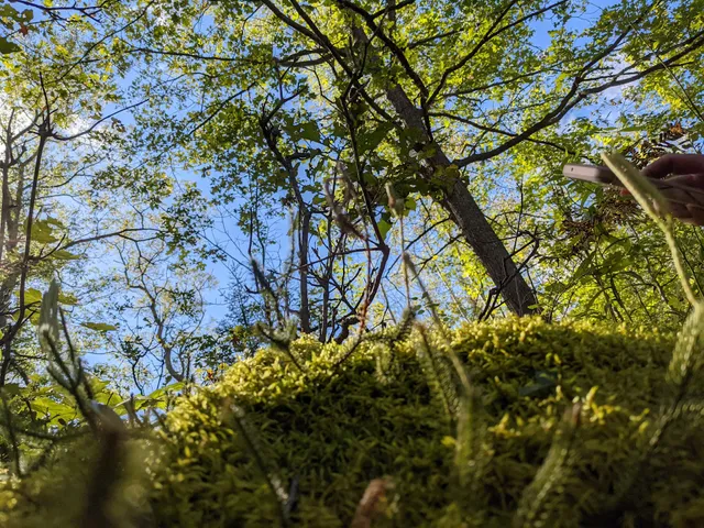 Huron National Forest