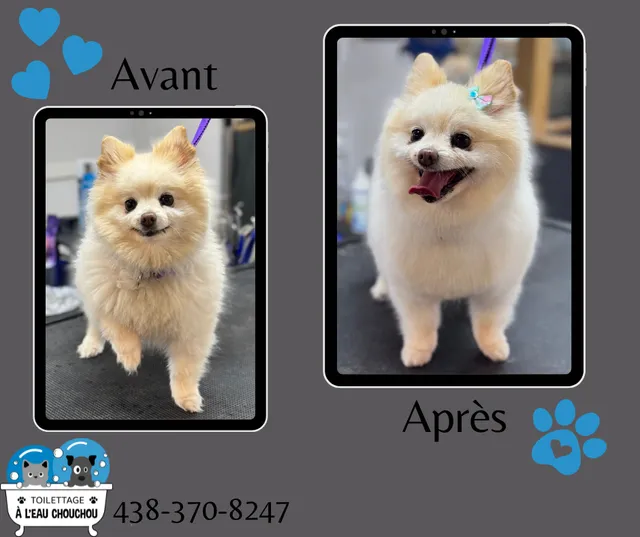 Toilettage à l'eau ChouChou