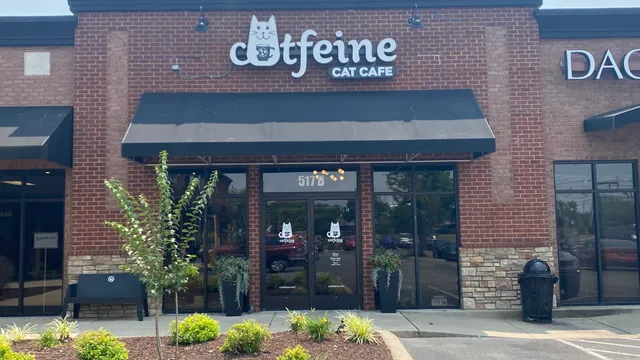 Catfeine Cat Cafe