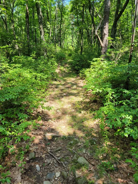 Jonas Mountain Nature Preserve