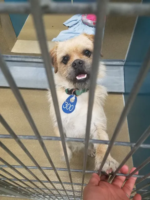 County of San Diego Department of Animal Services