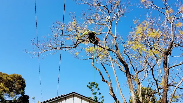 Brisbane Trees and Gardens