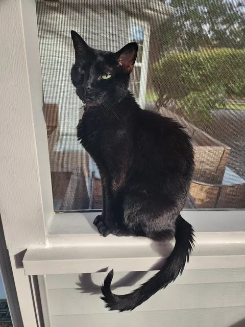 Cat's Meow Veterinary Hospital