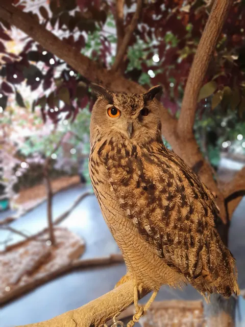 Bengal Cat and Owl Forest