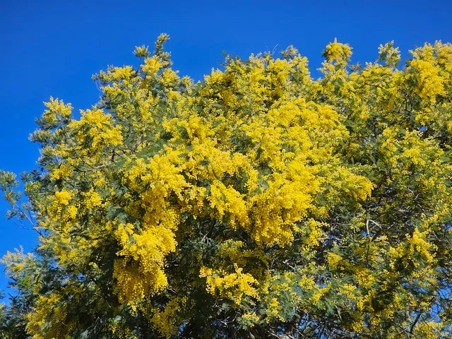 Promenades du Tanneron