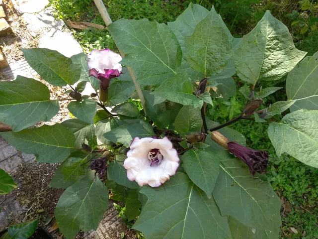 Fancy Hibiscus