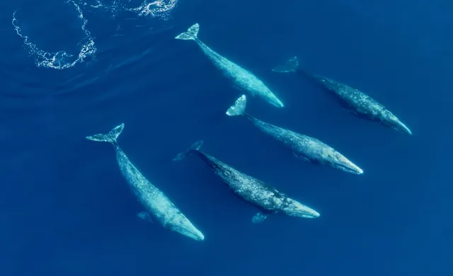 Net Zero Expeditions