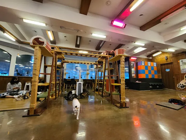 일산고양이카페 냥이시대 ilsan catcafe