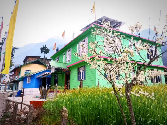 THE LACHUNG MAGPIE (A HOMELY ABODE)
