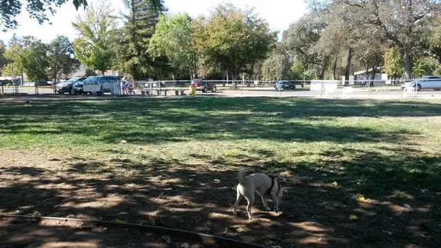 Carmichael Park Off Leash Dog Park