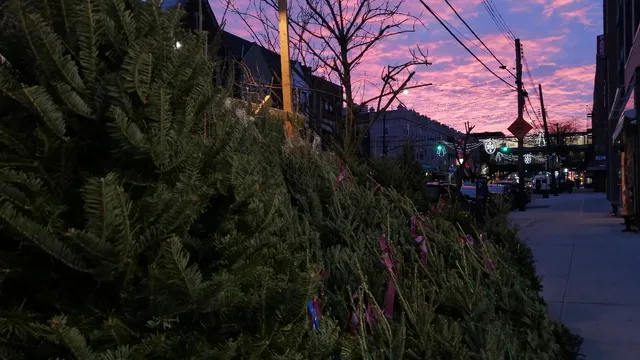 Broadway Christmas Trees