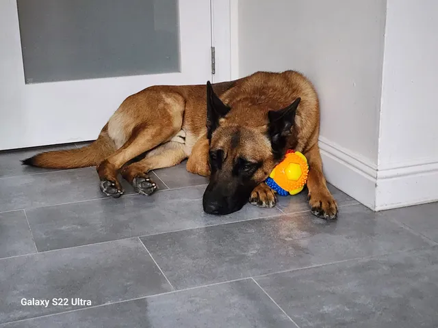 Long Beach Animal Care Services