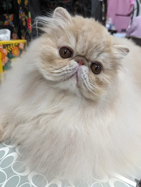 Wood County Fairgrounds Jr. Fair Building