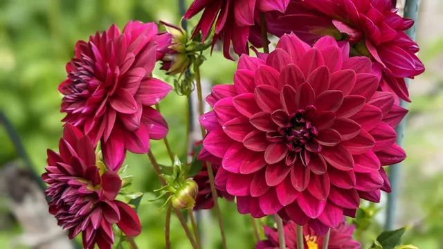 Bellevue Demonstration Garden -- King County Master Gardeners