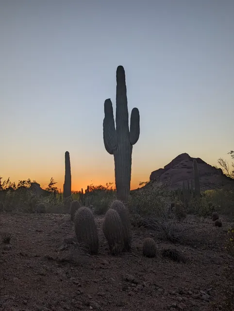 Desert Botanical Garden