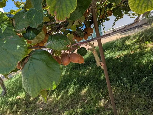 Apartment Milka Markić