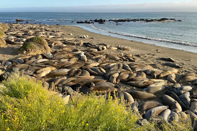 Piedras Blancas Friends of the Elephant Seal