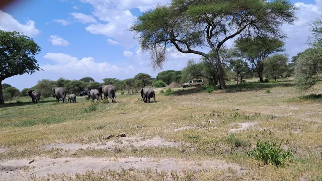 Tanzania Joy Tours - Kilimanjaro and Safari experts