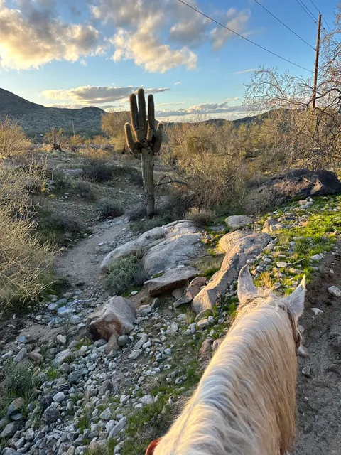 Arizona Horse