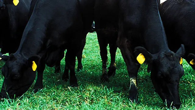 Davis Meat Processing, LLC