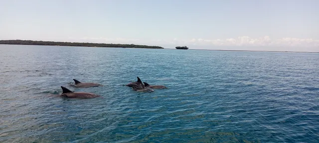 Fins Zanzibar Dolphins Tours