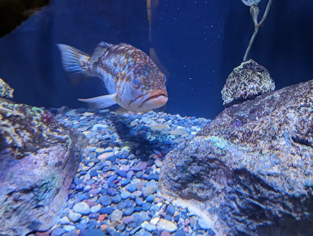 Tide Pool and Aquarium