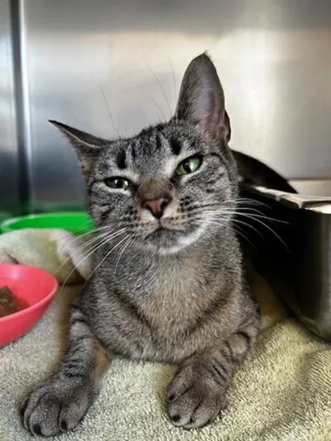 Cumberland Valley Animal Shelter